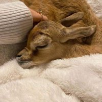 ياسمين (@gfjkd00bj) 's Twitter Profile