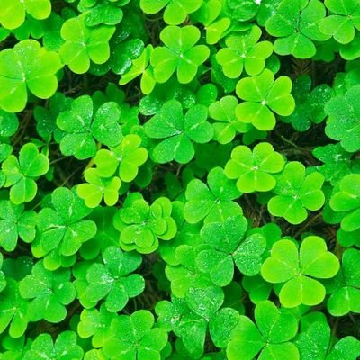 annakonnadonna's profile picture. よろしくお願いします！