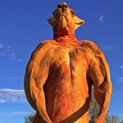 Goldenpocket_'s profile picture. Fibonacci