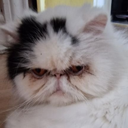 mandidanmark's profile picture. Politisk svingende mellem De konservative og LA.
Villa, gift,  børn, hund og kat. 
Midaldrende  ingeniør.