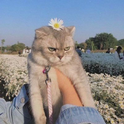 pr3tty_ada's profile picture. 