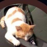 Batata TS (@tsbatata) 's Twitter Profile