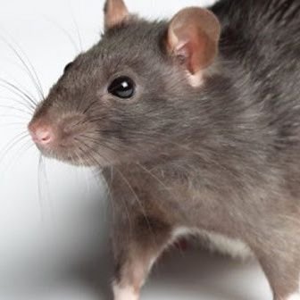 CaradeRaton5's profile picture. Oaxaca Aesthetic