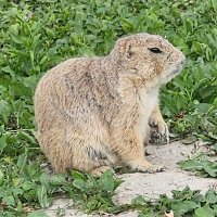 SBeekeeper (⧖) (@sbeekeeper) 's Twitter Profile