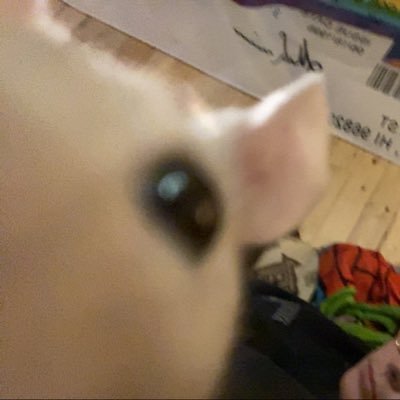 duhgraaf's profile picture. ᕕ( ᐛ )ᕗ