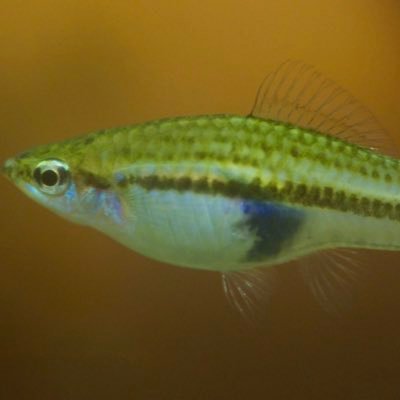 CummingsLab_UT's profile picture. The Molly Cummings Lab at UT-Austin. We study how social environments shape brain, behavior, and cognition on developmental and evolutionary timescales.