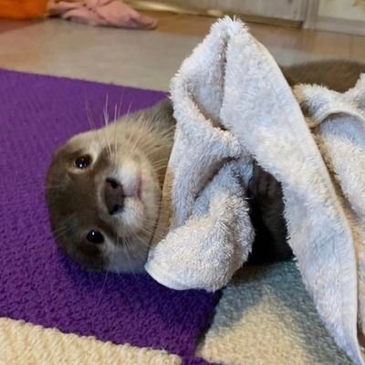 _MAX_p_h's profile picture. 🦦🦊