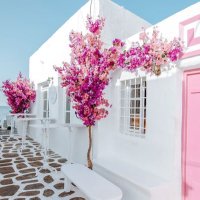 Shaikha Jassim (@shaikhajassim8) 's Twitter Profile