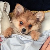 Tiny Trebs (@cheftrebs) 's Twitter Profile