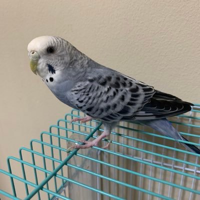 今日の超目玉】 アンティーク“迷路の枝にちょこん、キョロキョロインコ