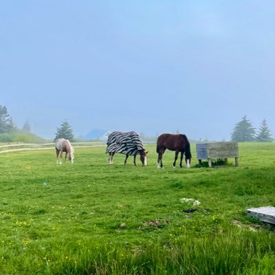 mc_kikia's profile picture. 