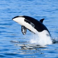 Orca (@orcacomms) 's Twitter Profile Photo Orca (@orcacomms) 's Twitter Profile Photo