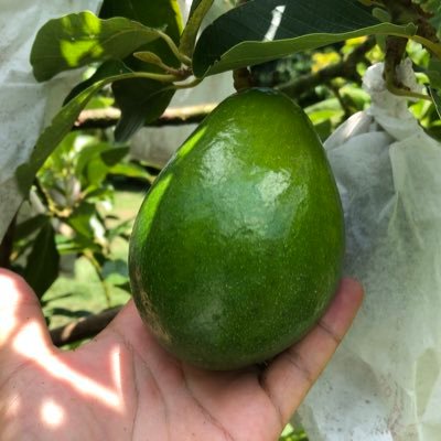 I am a famar, tropical fruit lover and video content creator in Japan. #avocado #tropicalfruit #mango #gardening