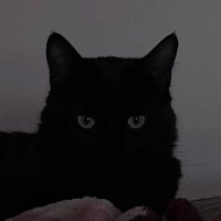 bru & the crows (@smbthathateslif) 's Twitter Profile