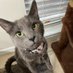 Earl Pearl (@mrgreypaws) Twitter profile photo Earl Pearl (@mrgreypaws) Twitter profile photo