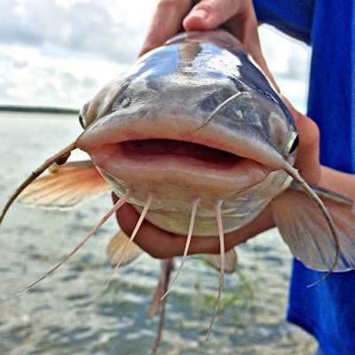 zscotteb's profile picture. ...