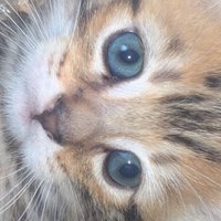 Jake Llewellyn (@jakellewel34786) 's Twitter Profile