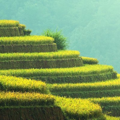 keramayaya's profile picture. 