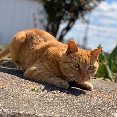 kuro29k's profile picture. 