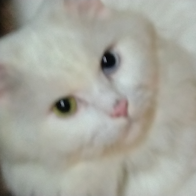 Mahadev85313637's profile picture. 