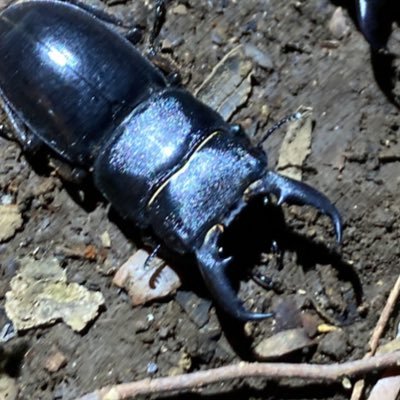 令和5年よりクワガタカブト採集にハマり中 主に東京周辺で採集活動しています 夏のみ活動してます。その他にも艦これ提督やってます  #カブトムシ #クワガタ #ヒラタクワガタ　#艦これ