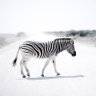 yuanwei_zhou_41's profile picture. Rails | Express | React | Next.js | GraqhQL | FastAPI | Runteq 41期生