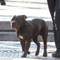 John Wick (@john_wick061) 's Twitter Profile