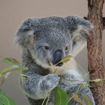 ebimayoJPN's profile picture. 女子です。ツヨシっ！、まいあんつ、オトメタチ、バドンカドンク、紅しょうが、スパイク、チーバナ、光永、エルフ、Dr.ハインリッヒ、カーネーション、ポテトカレッジ、フタリシズカ、足腰げんき教室、マスオペちゃん、豆鉄砲、クソシェ、デンゼル(敬称略)目に入ったお笑いは全部好きです。コアラも好き。