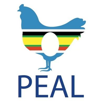 We are Poultry East Africa Ltd (PEAL), Rwanda’s largest poultry company based in Bugesera. Check out our fresh & tasty barn raised chicken, free-range eggs!