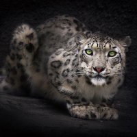 Chufflex (@chufflex) 's Twitter Profile