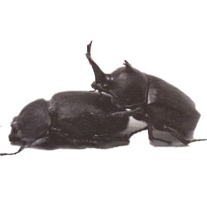 tachibanajin_tw's profile picture. 趣味に合わせて複数の垢を持っていますが。ここが本垢です。基本的にサザンオールスターズ関連のつぶやき。時々サザン以外の書き込みも。#サザンへ愛を叫ぶ会会員 #サザンオールスターズ #桑田佳祐