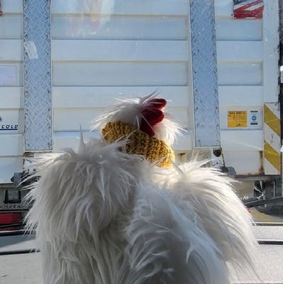 Tur_Klara's profile picture. En reiseglad og lettere forvirret høne, som elsker sol og sommer.                  
Insta: turklara.2008🐥