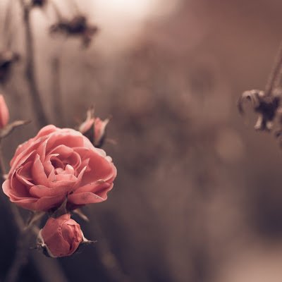 Star79317152349's profile picture. 