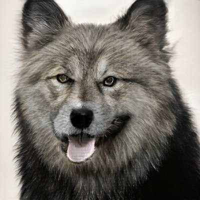 AIdogsNFT's profile picture. Collection of dogs created by AI