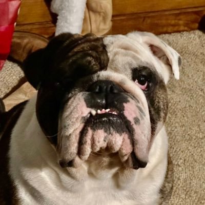 My name is Ollie. I’m an English Bulldog in Oklahoma. Born 8/24/2020