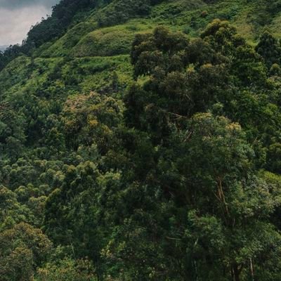 يجب أن يكون مشروع حفظ القرآن هو|مشروع عمرك| 🍃 ،،ولتعلم أنك في أول يوم تحفظه فيه كآخر يوم لأن القرآن يتفلت ويحتاج لمرجعة مستمرة🌿