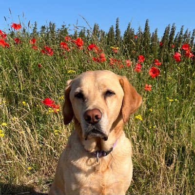 Werkt in de zorg, maar nu ff niet!! Puppypleeggezin voor KNGF geleidehonden!!