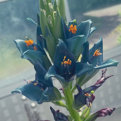 pu_____ya's profile picture. 20↑ / 主に二次元のオタクをする。