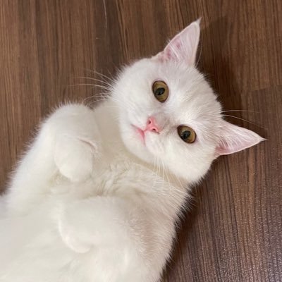 Lai_PorPor's profile picture. ทาสรักนูนู่ คุณหนูชวรินทร์แห่งวังเพริศ ซัพพอร์ตพิ๊ซี อยากเป็นสะไภ้พานิช