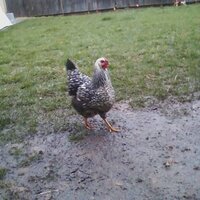 pat c (@patchirp) 's Twitter Profile