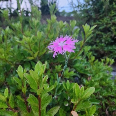 thskan4444's profile picture. 