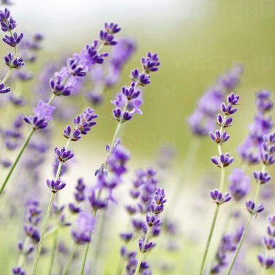 ReginaBogd95797's profile picture. 