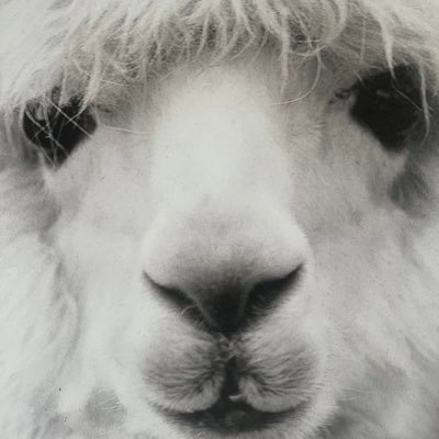 Llamazzzzzzz's profile picture. Just a libertarian llama who has learned how to operate twitter ~ llamas are superior to al pacas ~ 🇺🇸🇬🇧🇧🇷