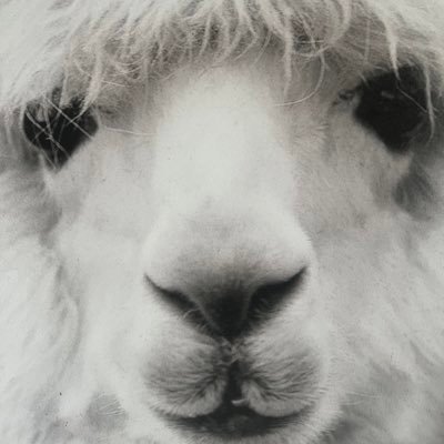 Just a libertarian llama who has learned how to operate twitter ~ llamas are superior to al pacas ~ 🇺🇸🇬🇧🇧🇷