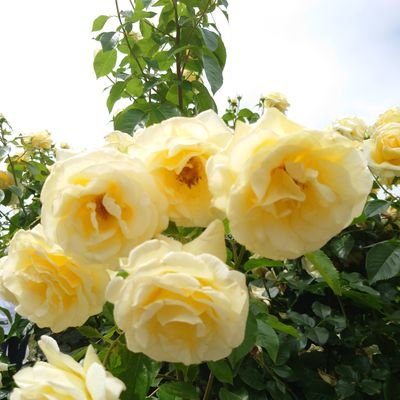 hard_pudding_sz's profile picture. お休み直前の嵐にハマり、ジャニの見てるうちにセクゾに鷲掴みされて、片っ端からいいねしたくてアカ作成🌹
今のところsecondz⌚︎でU:nity💙でteamSixTONES💎あちこちに沼があるから、てんてこ舞い💃