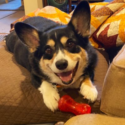 Sweet Pembroke Welsh Corgi who is all about the fetch! #CorgiCrew #dogsoftwitter #corgi