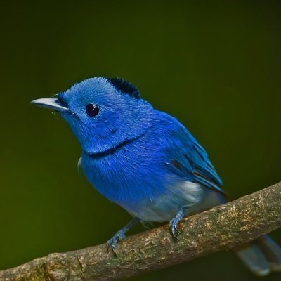 atsushirafuji's profile picture. いろいろやっています