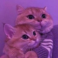 Perii🖤 (@rvanmova) Twitter profile photo