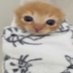 oopy goopy (@lonelybr00m) Twitter profile photo oopy goopy (@lonelybr00m) Twitter profile photo