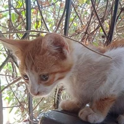 My mission is to save cats from homelessness and loss,To help me save more endangered cats ,you can contribute to https://t.co/0vw3YpXnL6